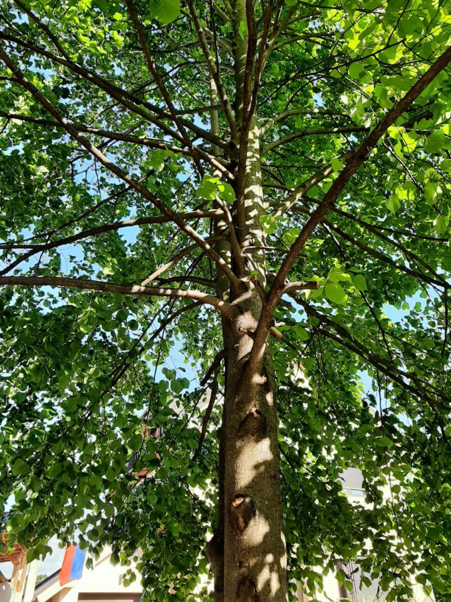 Apartma Vila Tara Prebold Buitenkant foto